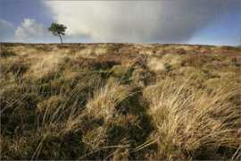 tonyhowell.co.uk Quantock