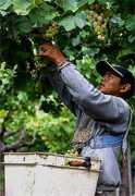 winelegacy.com Quara