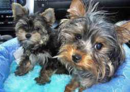 gotpetsonline.com Quasy