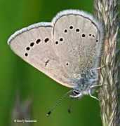 butterfliesandmoths.org Queener