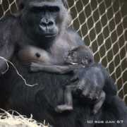 zooborns.com Quembo