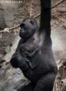 zooborns.com Quembo