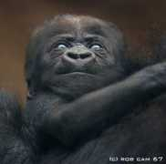 zooborns.com Quembo