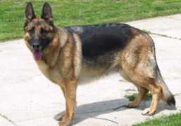 minternsgermanshepherds.com Quendi