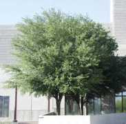 Quercus