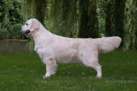 Querette