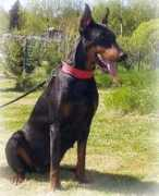 burbon.breeder.ee Quessie