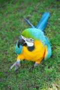 australiazoo.com Queto