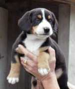 Quido