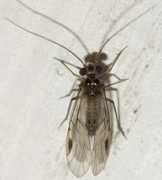 bugguide.net Quieta