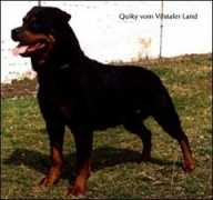 kennel.ru Quiky