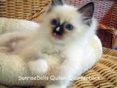 sunrisedolls.at Quilian