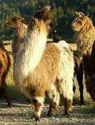 taylorllamas.com Quimera