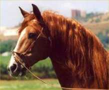 lusitano.dk Quindim