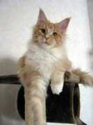 mainecoon-katten.se Quindon