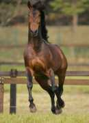 lusitano-interagro.com Quinio