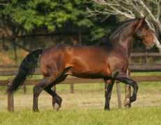 lusitano-interagro.com Quinio