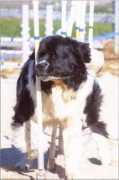 tempestnewfoundlands.com Quinner