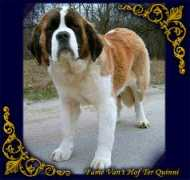 stpierrekennel.hu Quinni