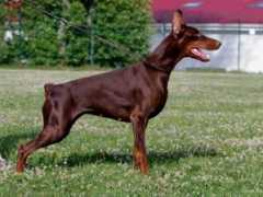 dobermann-review.com Quintess