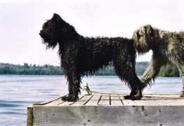 nobleairkennels.ca Quintie