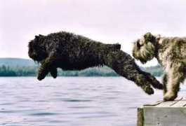 nobleairkennels.ca Quintie