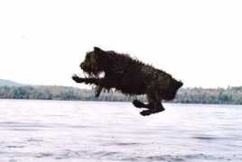 nobleairkennels.ca Quintie