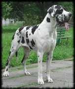 Quiny