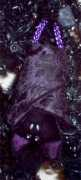 gothicwindow.com Quion