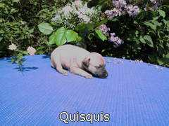 Quisquis