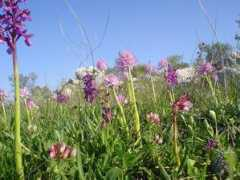 orchideedelgargano.it Quitadamo