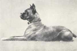 ukboxerdogs.co.uk Quitta