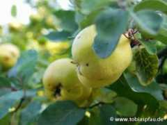 tobiaspfau.de Quitte