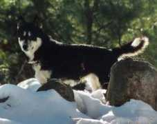 outlawridgesleddogs.com Quoia