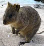 factzoo.com Quokka