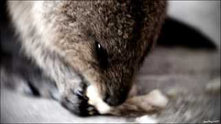 beilby.com Quokka