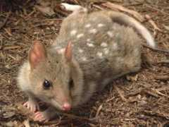 Quoll