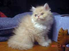 mountainvuekittens.com Quque