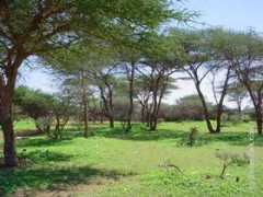somaliatalk.com Quruxda