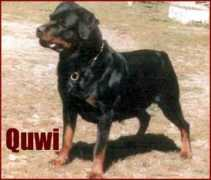 Quwi
