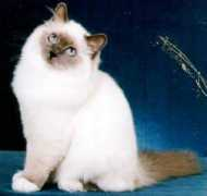 birman.org Quynn