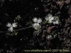 chileflora.com Rabanillo