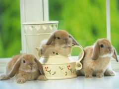 myfreewallpapers.net Rabbit
