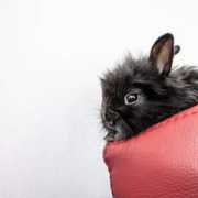 blog.hoinkis.cz Rabbity
