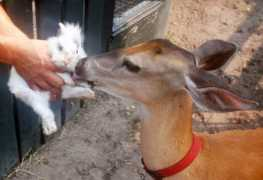 cuteoverload.com Rabeet