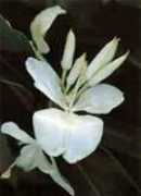 Rabre