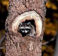 Raccon