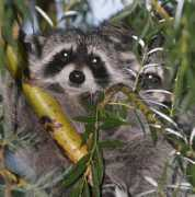 Raccoons