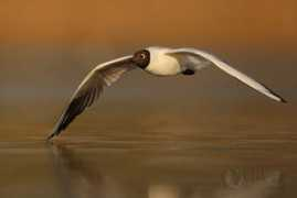 photonature.cz Racek