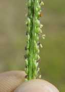 alabamaplants.com Rachis